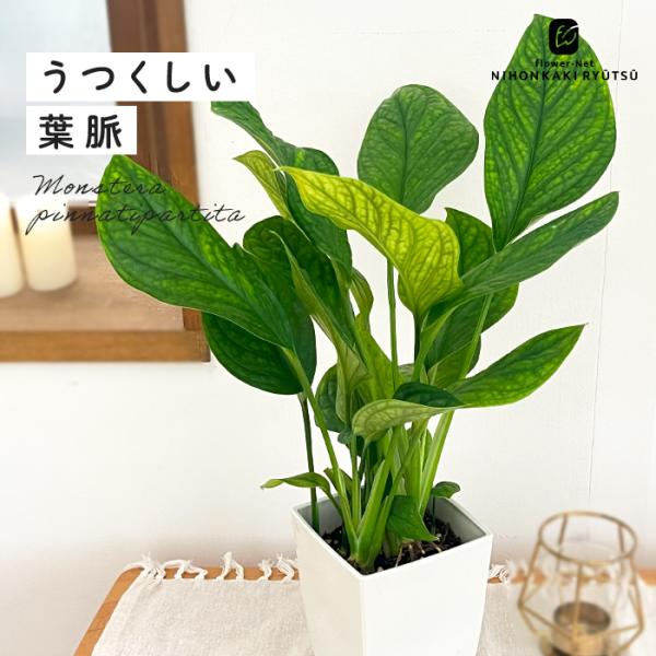 日本花キ流通 観葉植物 モンステラ ジェイドウイング 4号鉢 小型