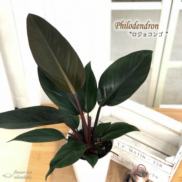 【引き取りのみ対応】ロジョコンゴフィロデンドロン　大きめ　鉢つき　1500W 引き取りのみ対応】ロジョコンゴフィロデンドロン 大きめ 鉢つき 1500W