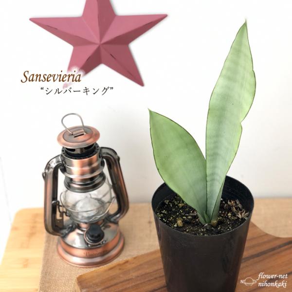 サンスベリア シルバーキング 4号 観葉植物 インテリア おしゃれ Buyee Buyee Japanese Proxy Service Buy From Japan Bot Online