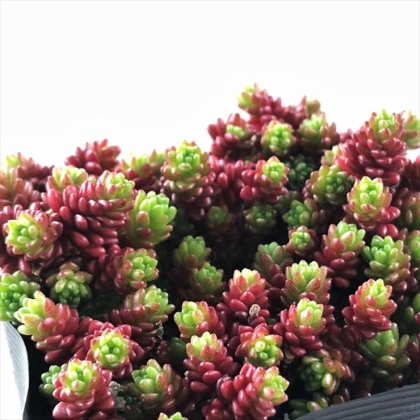 完売　　紅葉中！森で野生化超絶ワイルド【モリムラマンネングサ】セダム＊多肉植物 完売 紅葉中！森で野生化超絶ワイルド【モリムラマンネングサ
