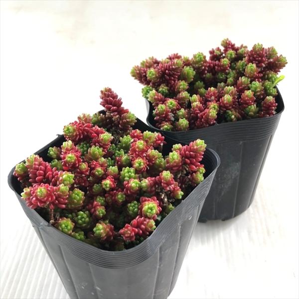 多肉植物 Seセダム モリムラマンネングサ 7 5cmポット 多肉植物 セダム 森村万年草 Buyee 日本代购平台 产品购物网站大全 Buyee一站式代购 Bot Online