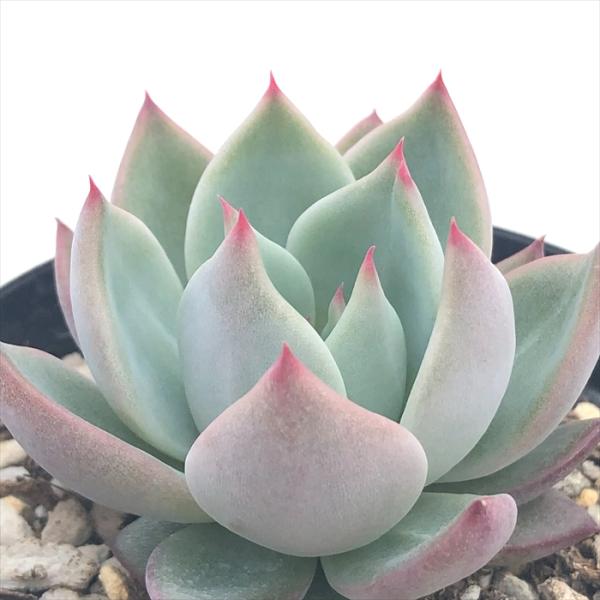 日本花キ流通 多肉植物 skエケベリア ケーレスコロラータリンゼ 日本花キ流通 多肉植物 skエケベリア ケーレスコロラータリンゼ