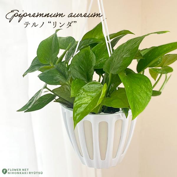 テルノマドンナ　5号　吊り鉢　観葉植物　新品種　　希少　ポトス テルノマドンナ 5号 吊り鉢 観葉植物 新品種 希少 ポトス 観葉