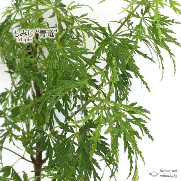 もみじ 接木苗 3本セット｜秋華・竜松院・大勇｜計3株 まとめ売り｜コレクション 日本花キ流通 予約販売 もみじ 青竜 12cmポット 接木苗 紅葉 モミジ