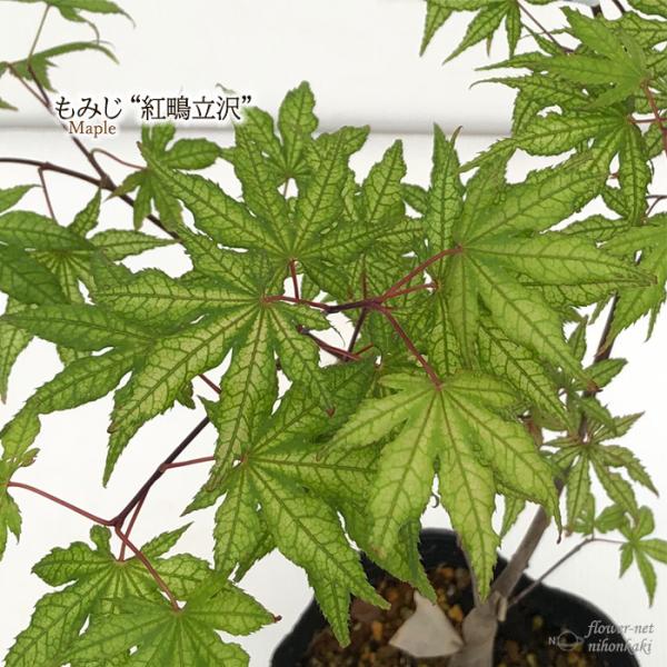 もみじ 2本セット 6号鉢 夕暮 & 秋華 接木苗 もみじ 2本セット 6号鉢