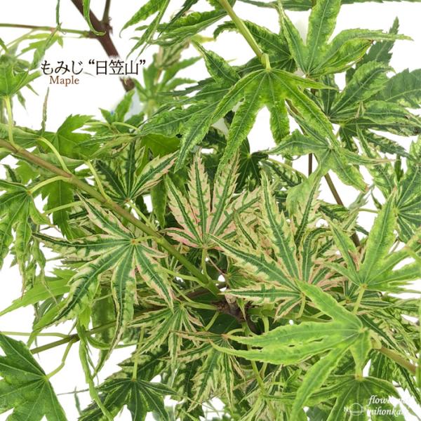日本花キ流通 予約販売 もみじ 日笠山 12cmポット 接木苗 紅葉 モミジ