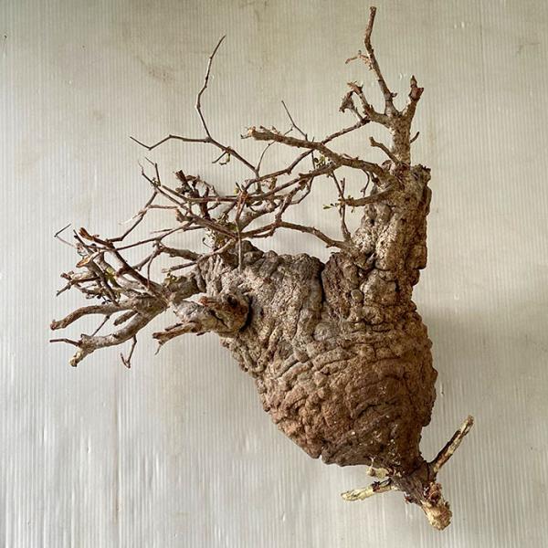 日本花キ流通 多肉植物 caオペルクリカリア パキプス 0528-102