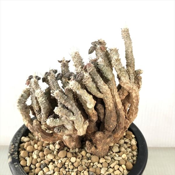 観葉植物 コーデックス 3号の人気商品 通販 価格比較 価格 Com