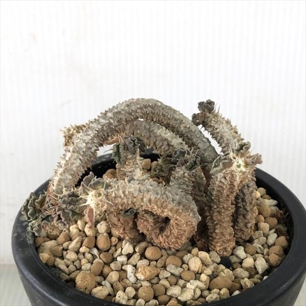 観葉植物 コーデックス 3号の人気商品 通販 価格比較 価格 Com