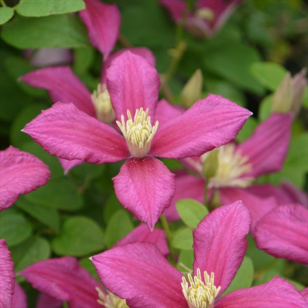 苗 クレマチス ビチセラの人気商品 通販 価格比較 価格 Com