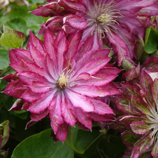 予約販売 クレマチス 苗 花炎 パテンス系 2年生株 充実大株 12cm