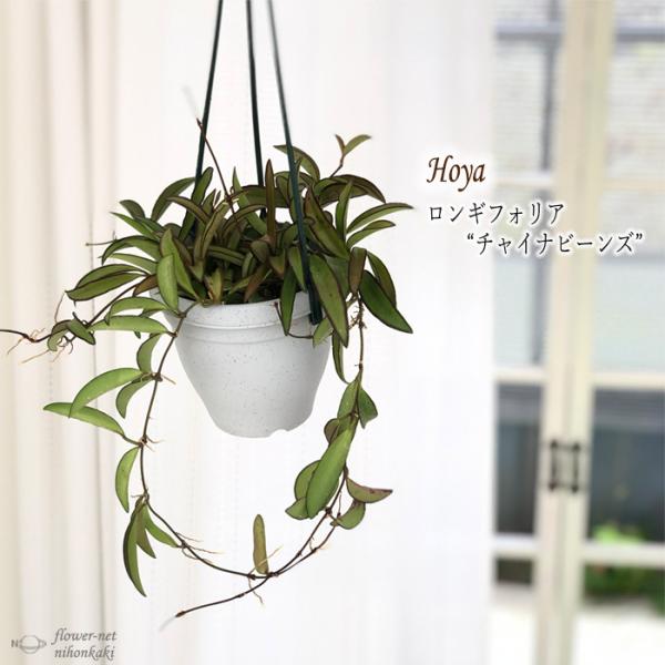 ☘観葉植物☘ホヤ チャイナビーンズ⑤ ロンギフォリア flower-net_z210601115