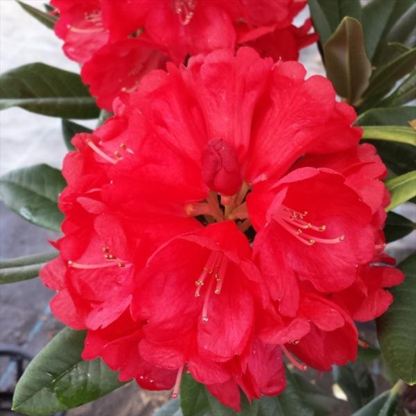 flower-net_z210602006