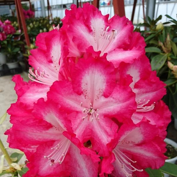 日本花キ流通 予約販売 シャクナゲ 紅衣 5号鉢 開花予定株 西洋