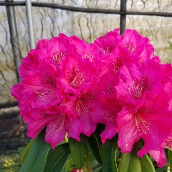 西洋シャクナゲ　石楠花 9号鉢　蕾付き　5年生 日本花キ流通 予約販売 シャクナゲ 太陽 5号鉢 開花予定株 西洋
