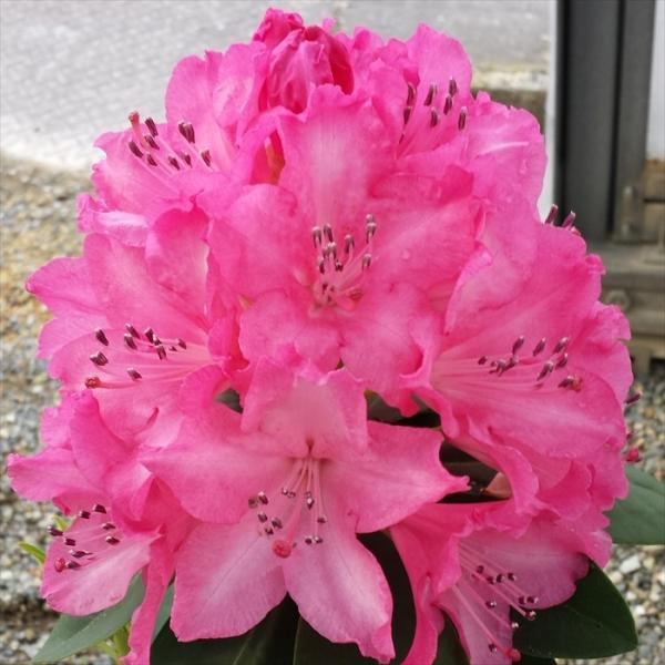 \̔ VNiQ ̏t 5 Jԗ\芔 mVNiQ ႭȂ Γ ԕc  Ԗ tks 11{ȍ~