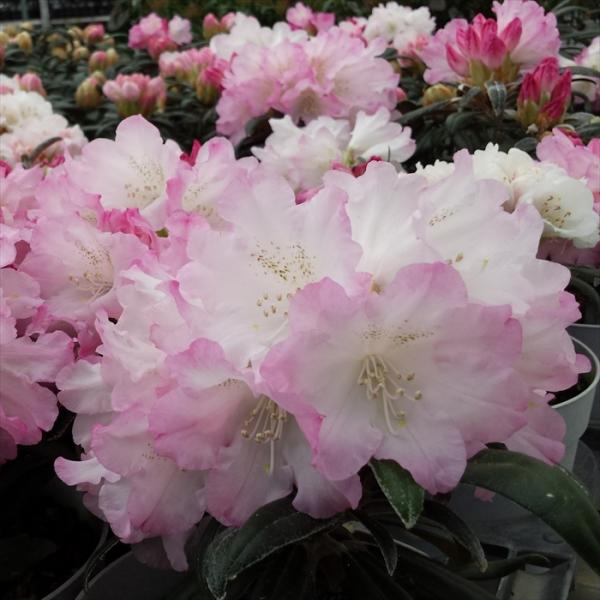 \̔ {VNiQ vGWF 5 Jԗ\芔 ႭȂ Γ ԕc  Ԗ tks 11{ȍ~