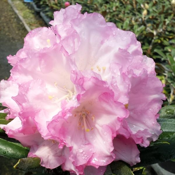 \̔ {VNiQ ̉ 5 Jԗ\芔 ႭȂ Γ ԕc  Ԗ tks 11{ȍ~