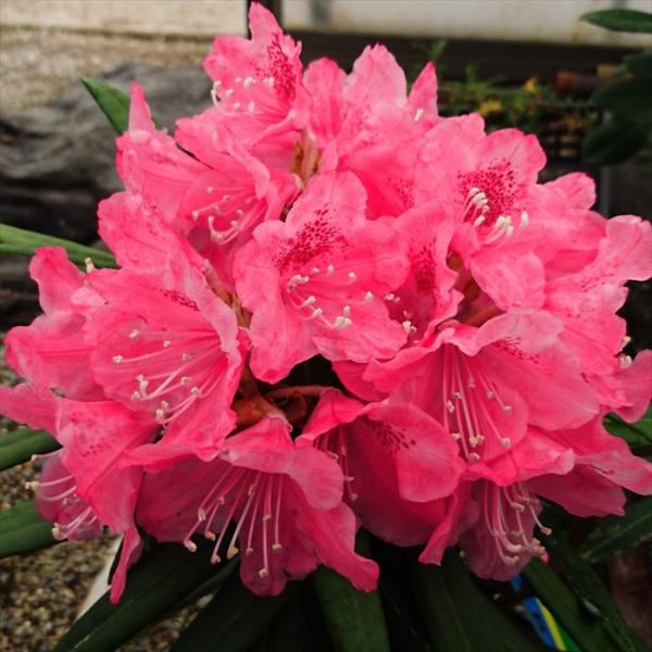 日本花キ流通 予約販売 日本シャクナゲ 細葉赤交配 5号鉢 開花予定株