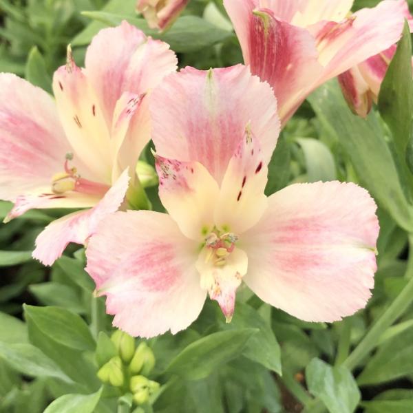 flower-net_z210602101