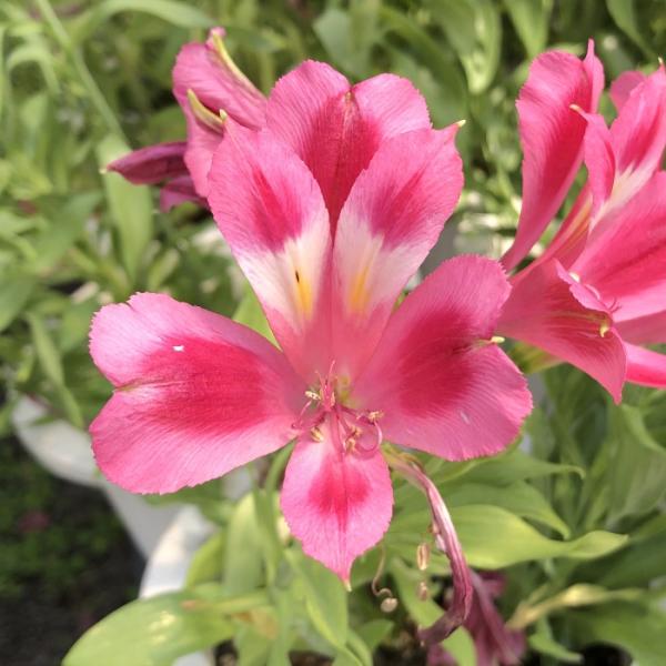 日本花キ流通 予約販売 アルストロメリア 苗 ウェンディ 10.5cmポット