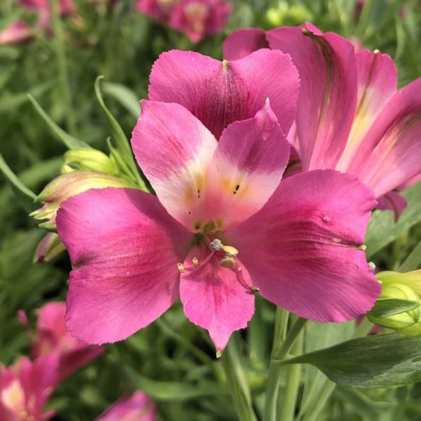 日本花キ流通 予約販売 アルストロメリア 苗 カーマインローズ 10.5cm