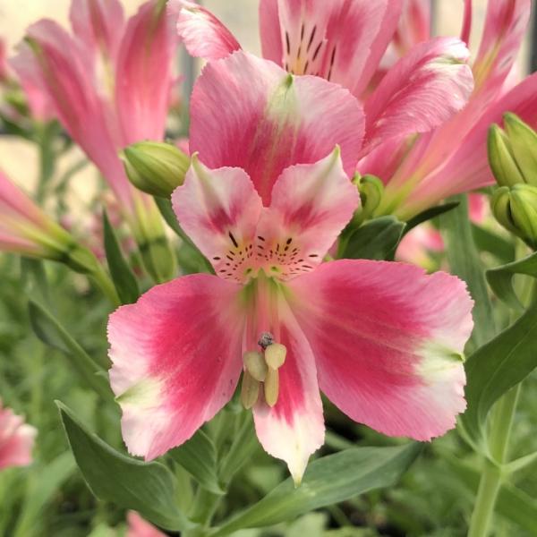 アルストロメリア苗 楽天市場】予約販売 アルストロメリア 苗 ウインク 10.5cmポット