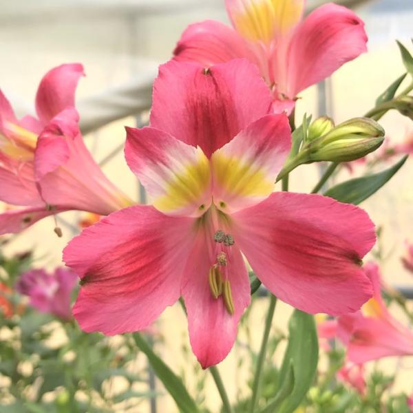 日本花キ流通 アルストロメリア 苗 ピンクスプレー 10.5cmポット