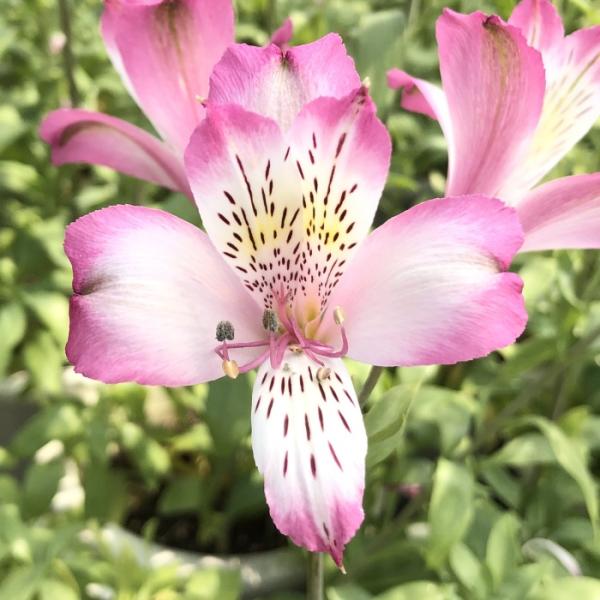 flower-net_z210602126