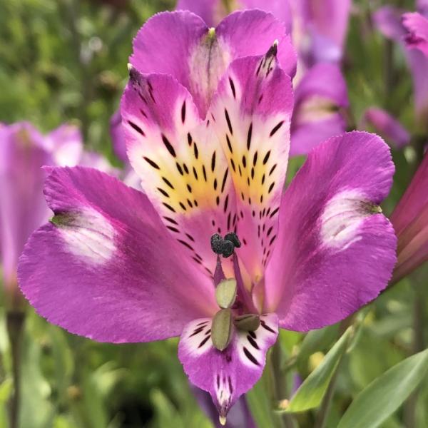 日本花キ流通 予約販売 アルストロメリア 苗 ルーミナス 10.5cmポット