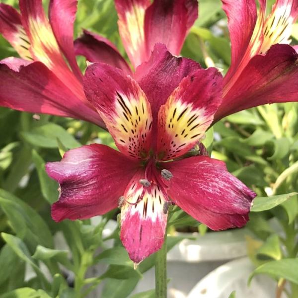 日本花キ流通 アルストロメリア 苗 レインボー 10.5cmポット 斑入り