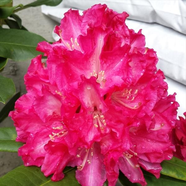 日本花キ流通 予約販売 シャクナゲ 紅富士 5号鉢 開花予定株