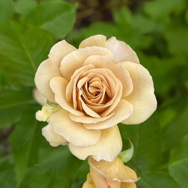 予約販売 バラ苗 バラ大苗 河本バラ園 ラブロッシュ 品種登録準備中