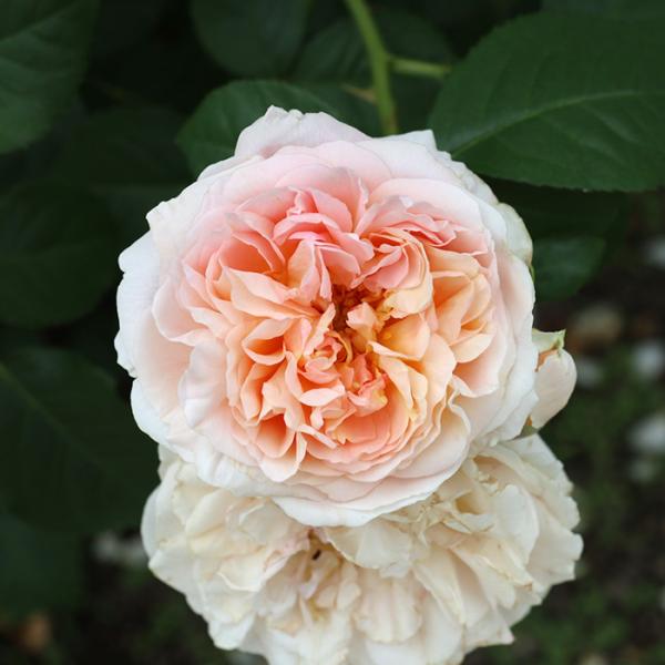 予約販売 バラ苗 バラ大苗 ロサ オリエンティス ジュール ヴェルヌ 品種登録出願中 四季咲き アプリコット バラ 薔薇 ばら Hao 2月下旬以降発送 Z フラワーネット日本花キ流通 通販 Yahoo ショッピング