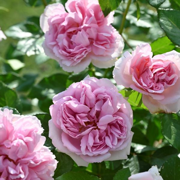 ローズ ピンク バラ 苗の人気商品 通販 価格比較 価格 Com