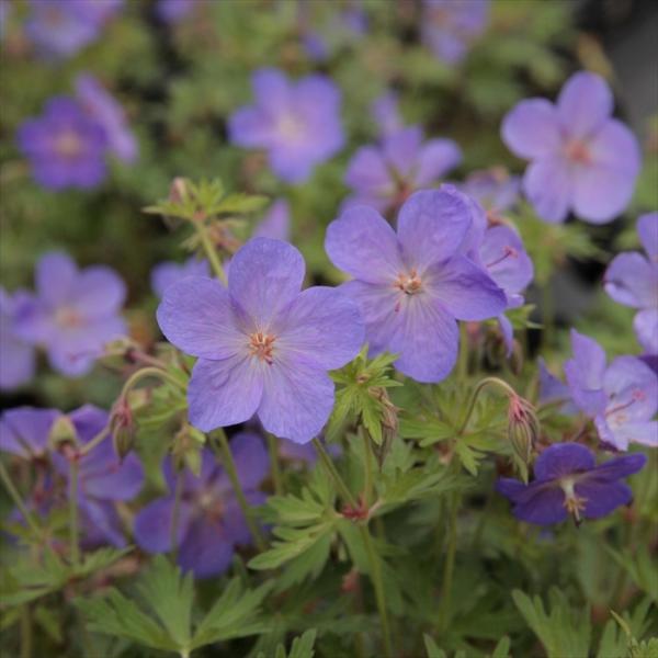 ゲラニウム 苗 みんな探してる人気モノ ゲラニウム 苗