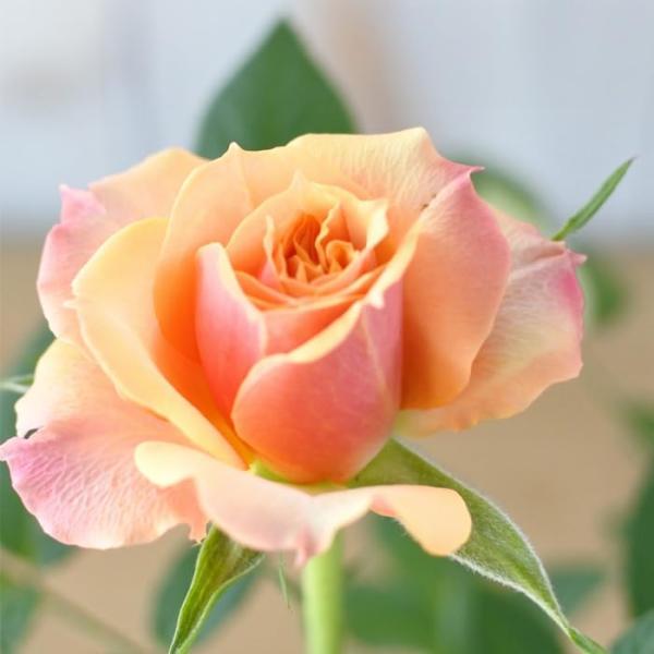 ベゴニア　クリスマスキャンドル 花苗　ゼラニウム　バラ ベゴニア クリスマスキャンドル 花苗 ゼラニウム バラ - メルカリ