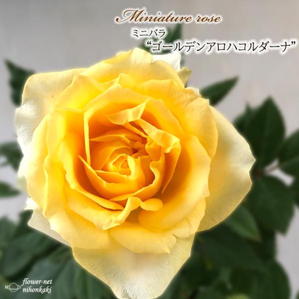 日本花キ流通 予約販売 ミニバラ ゴールデンアロハコルダーナ 3号