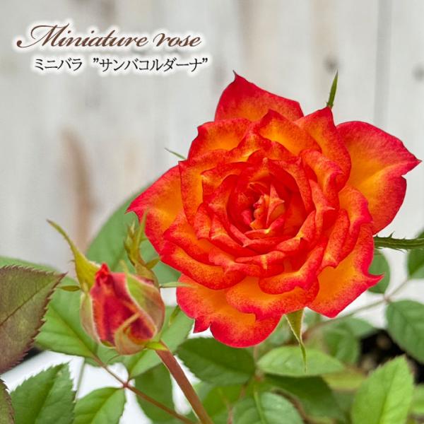 flower-net_z210609107