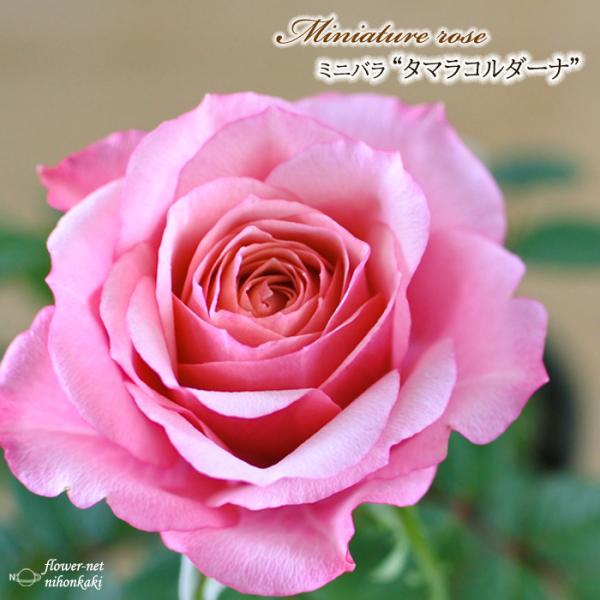 予約販売 ミニバラ タマラコルダーナ 3号ポット バラ 薔薇 バラ苗 苗 mnu 3月上旬以降発送