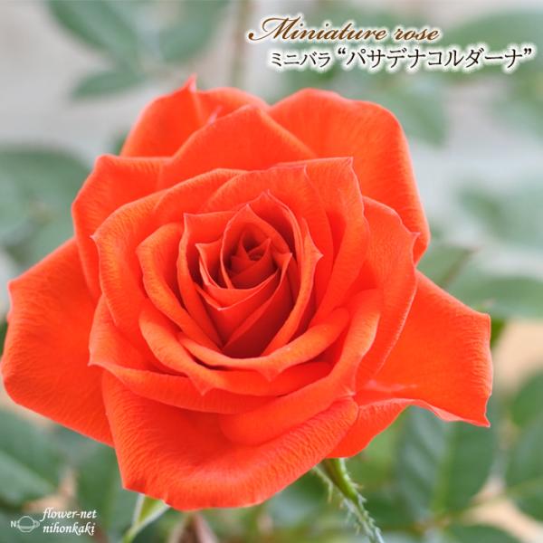 flower-net_z210609109