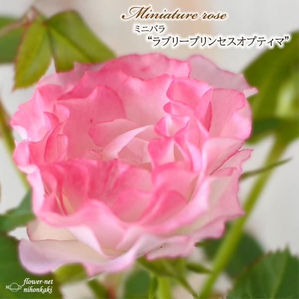 flower-net_z210609112