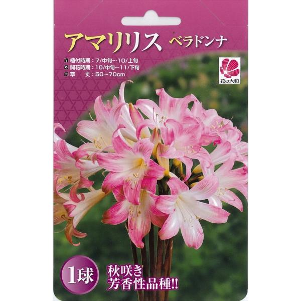 予約販売 花の大和 球根 秋咲きアマリリス ベラドンナ 1球 7月中旬以降発送 Z フラワーネット日本花キ流通 通販 Yahoo ショッピング