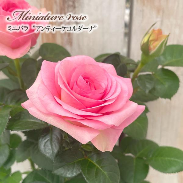 まとめ売り可　バラ売り可 flower-net_z210616002