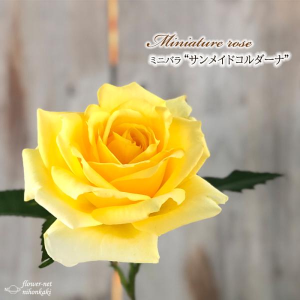 厳選した農場からお取り寄せしたミニバラをお届けします。バラを育てたいけど場所がないし管理も大変。でもバラが好きだから育てたい!!という方にお勧めです。農場から直接お取り寄せしますので新鮮な苗をお届けします。【置き場所】日光大好き。なるべく日...