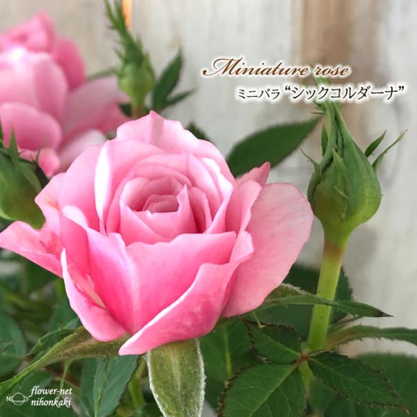 生花 ミニバラ 苗の人気商品 通販 価格比較 価格 Com