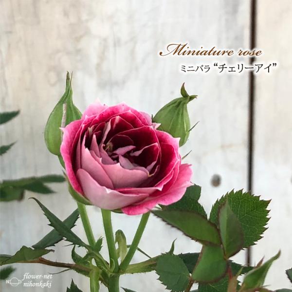 予約販売 ミニバラ チェリーアイ 3号ポット バラ 薔薇 バラ苗 苗 Bry 3月上旬以降発送 Z フラワーネット日本花キ流通 通販 Yahoo ショッピング