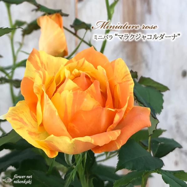 厳選した農場からお取り寄せしたミニバラをお届けします。バラを育てたいけど場所がないし管理も大変。でもバラが好きだから育てたい!!という方にお勧めです。農場から直接お取り寄せしますので新鮮な苗をお届けします。【置き場所】日光大好き。なるべく日...