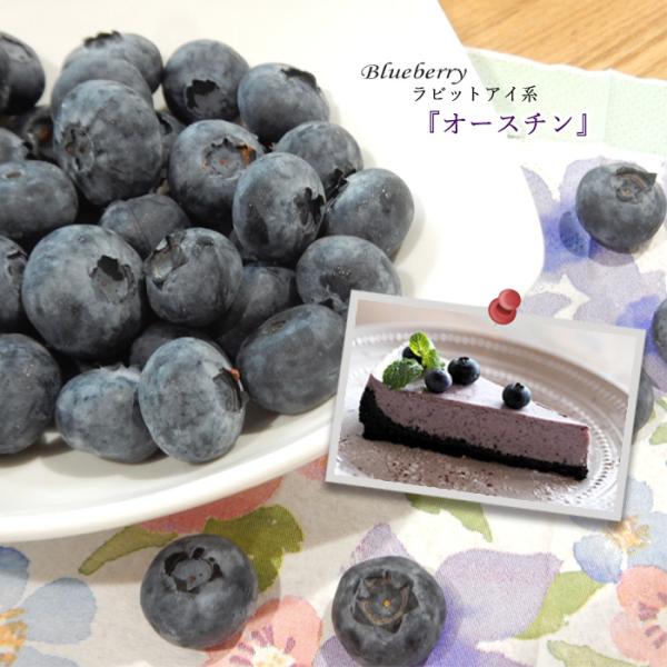 苗 ブルーベリー ラビットアイの人気商品 通販 価格比較 価格 Com