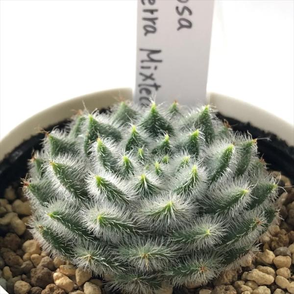 多肉植物 yukエケベリア setosa v sierra Mixteca 実生 優木園さんの苗